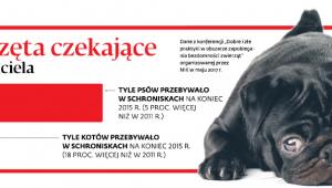 Zwierzęta czekające na właściciela
