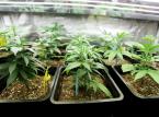 Giełdowy tydzień z marihuaną, czyli jak Coca-cola chciała kupić cannabis