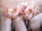 Afrykański pomór świń pustoszy wschodnią Polskę