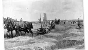 Żniwa w majątku hrabiego Remigiusza Grocholskiego, 1924 r.